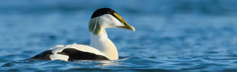 Een eider op het water met een volledig onscherpe achtergrond. Het is een mannetje met een groene achterkant van de kop.