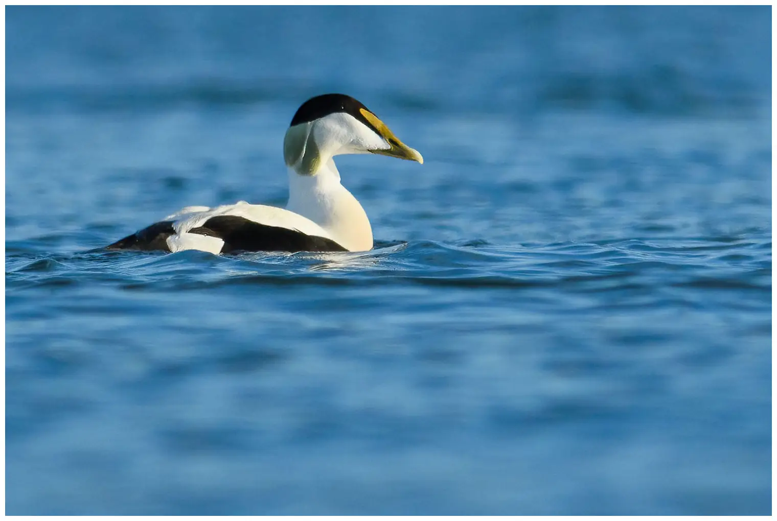 Een eider op het water met een volledig onscherpe achtergrond. Het is een mannetje met een groene achterkant van de kop.