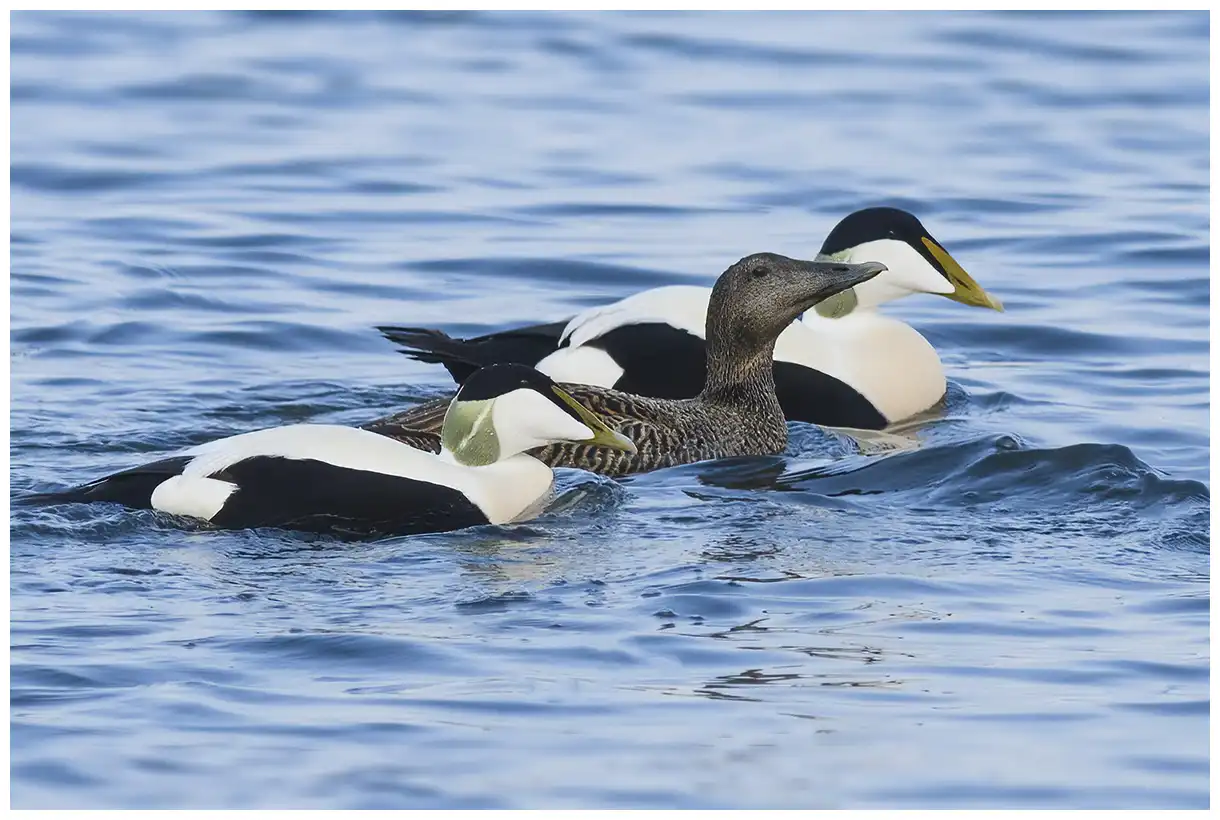 Eider