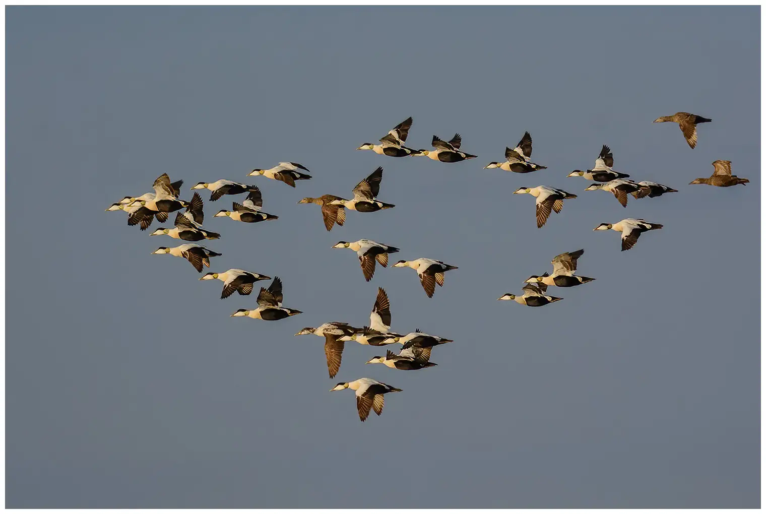 Eider