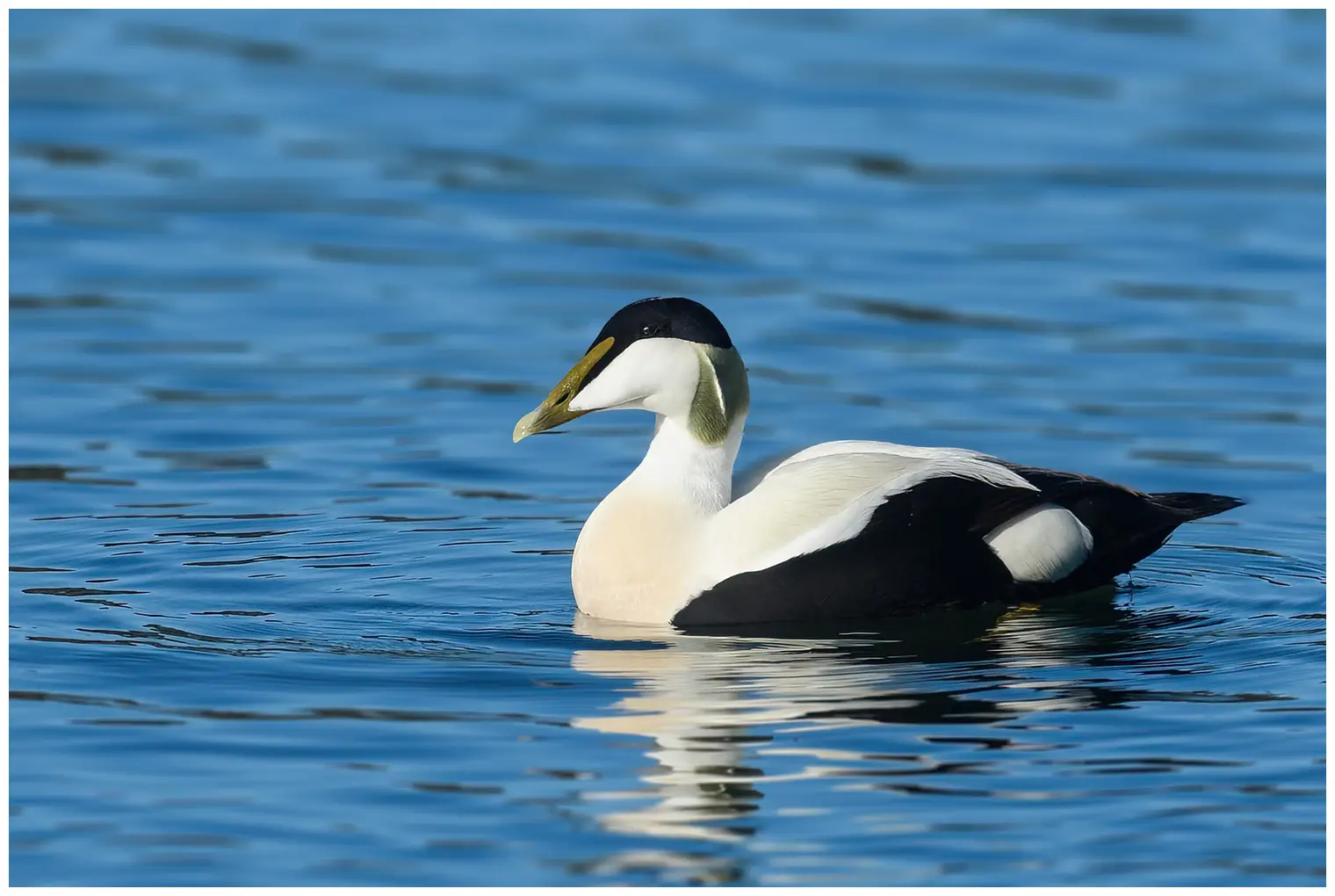 Eider