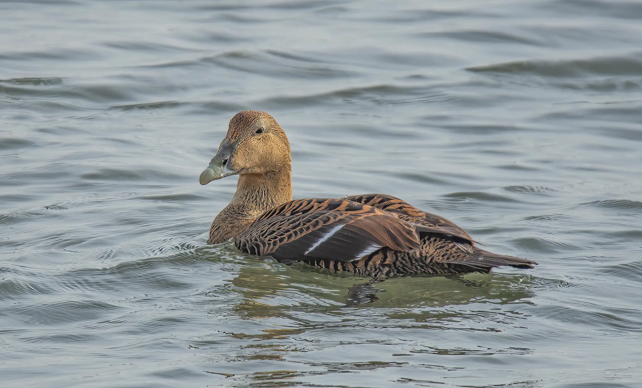 Eider