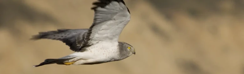 Blauwe Kiekendief. Hier van opzij gezien, zwevend boven een grasland, op zoek naar kleine knaagdieren of vogels.
