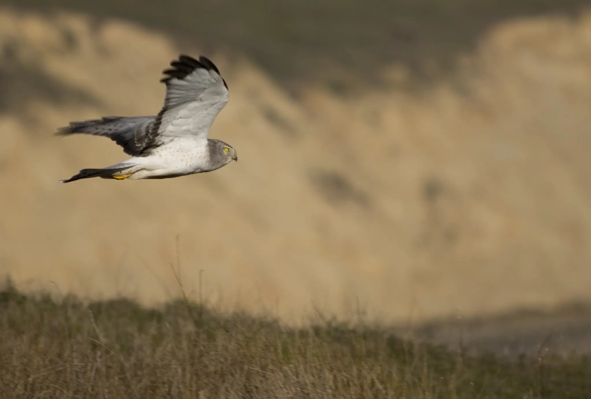 Blauwe Kiekendief. Hier van opzij gezien, zwevend boven een grasland, op zoek naar kleine knaagdieren of vogels.