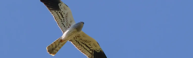 Grauwe Kiekendief. Hier te zien zwevend tegen een blauwe lucht. Het mannetje op de foto is helder zilvergrijs met zwarte vleugeltips.