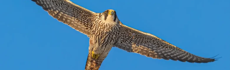 Slechtvalk. Hier te zien zwevend tegen een blauwe lucht. De onderkant van de vogel is in de lengte gestreept, wat aangeeft dat het een jong is.