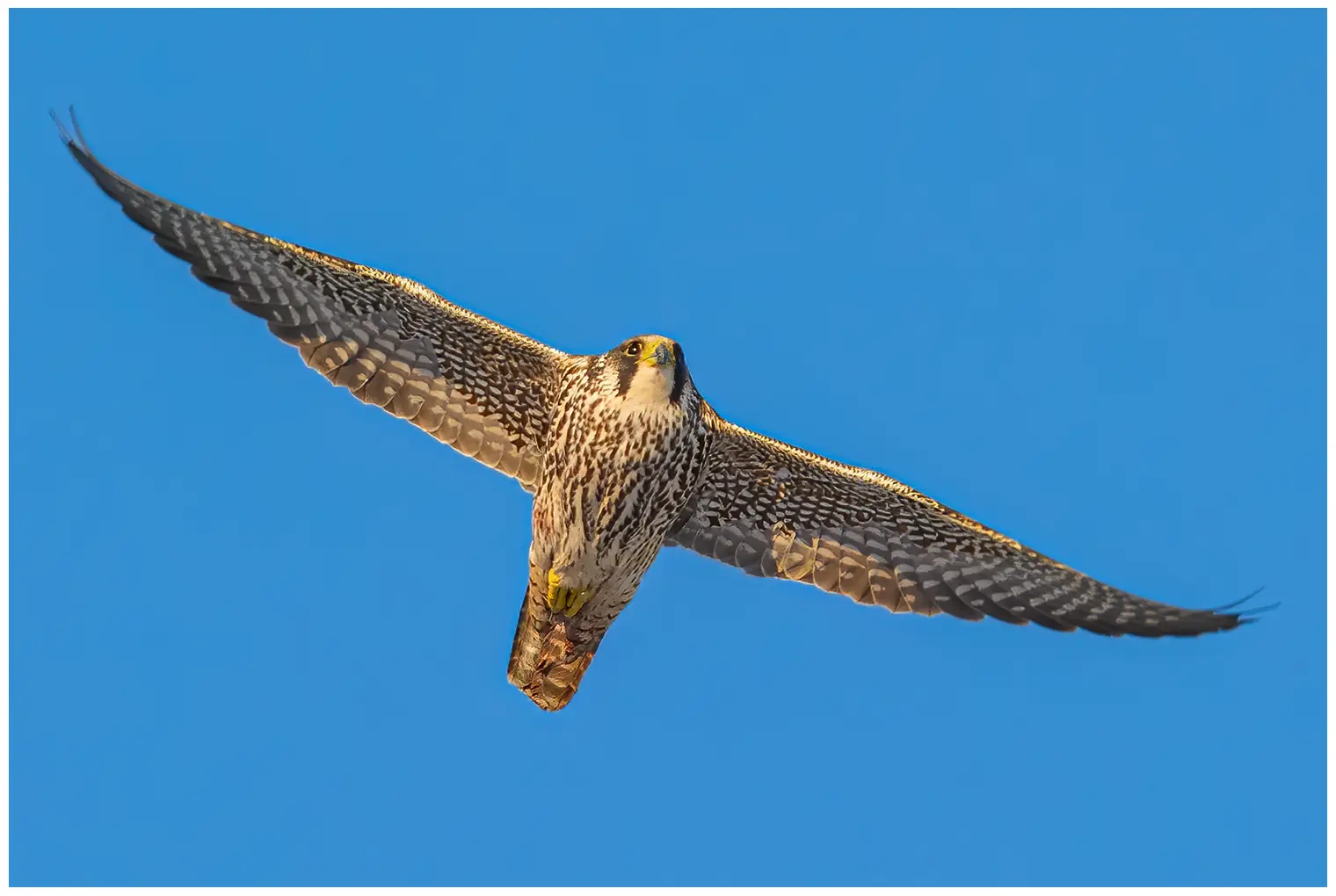 Slechtvalk. Hier te zien zwevend tegen een blauwe lucht. De onderkant van de vogel is in de lengte gestreept, wat aangeeft dat het een jong is.