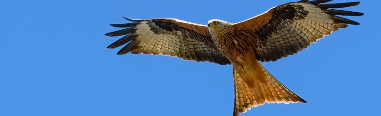 Rode wouw. Met zijn lange, gevorkte staart, lange, contrasterende vleugels en roestrode kleur is de rode wouw een prachtige roofvogel.