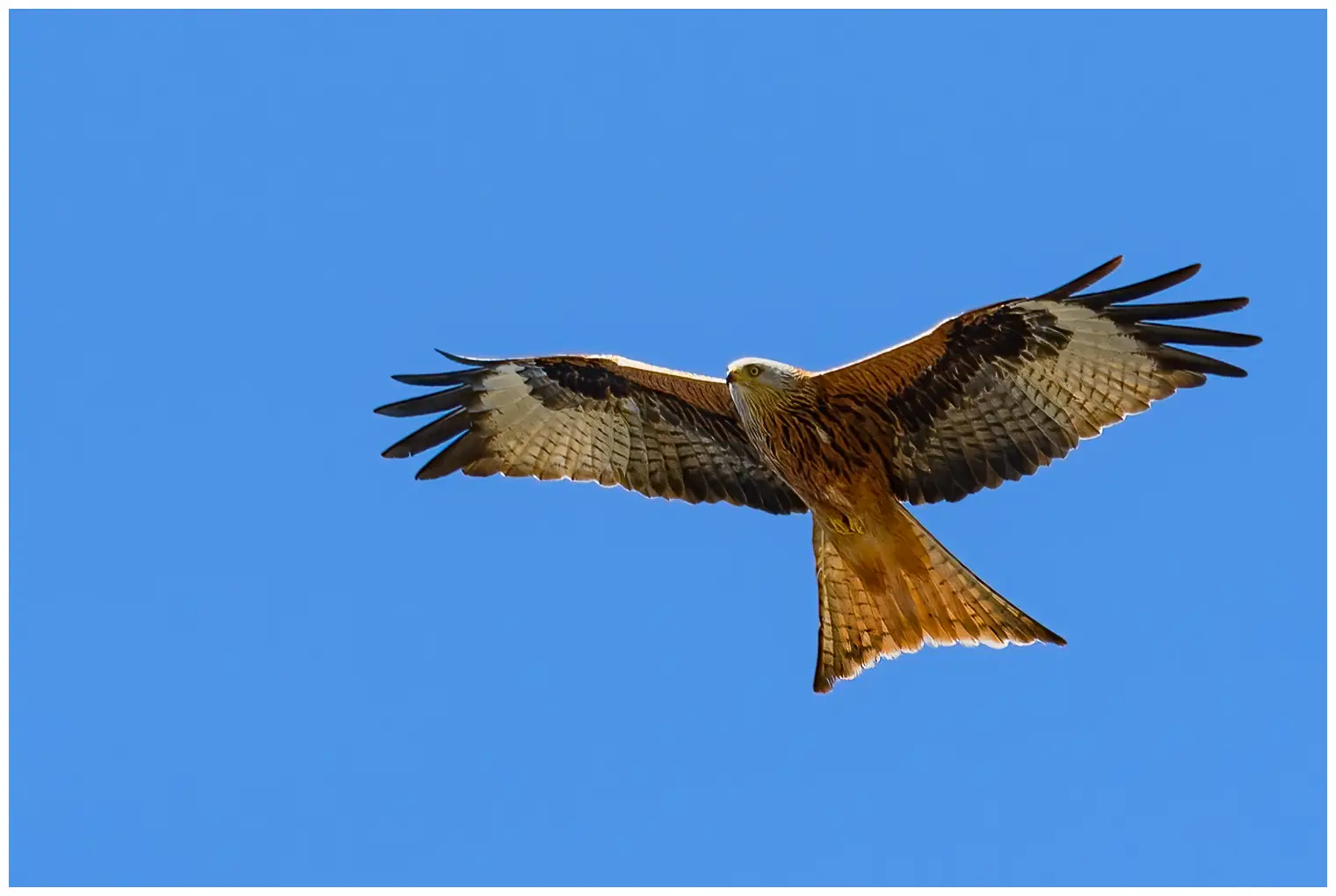 Rode wouw. Met zijn lange, gevorkte staart, lange, contrasterende vleugels en roestrode kleur is de rode wouw een prachtige roofvogel.
