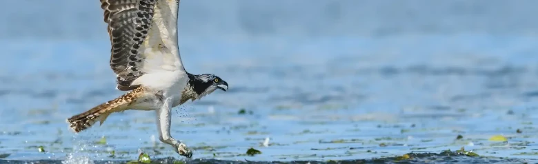 Visarend. Vliegt over het wateroppervlak. Het lijkt alsof het net een vis in het water heeft gevangen.