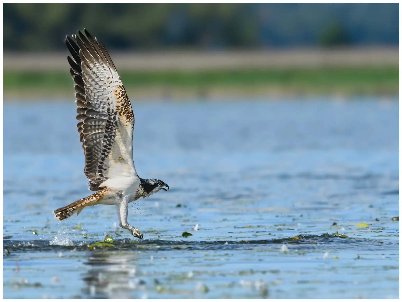 Visarend. Vliegt over het wateroppervlak. Het lijkt alsof het net een vis in het water heeft gevangen.