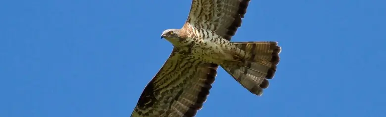 Wespendief. Zwevend tegen een blauwe lucht, de kleine duifachtige kop op de lange nek naar voren gestrekt in de vlucht.