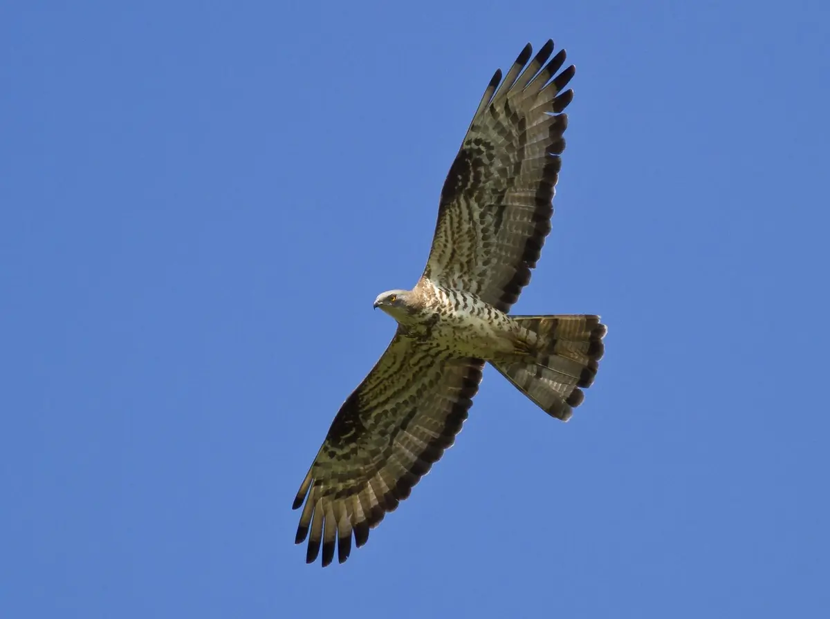 Wespendief. Zwevend tegen een blauwe lucht, de kleine duifachtige kop op de lange nek naar voren gestrekt in de vlucht.