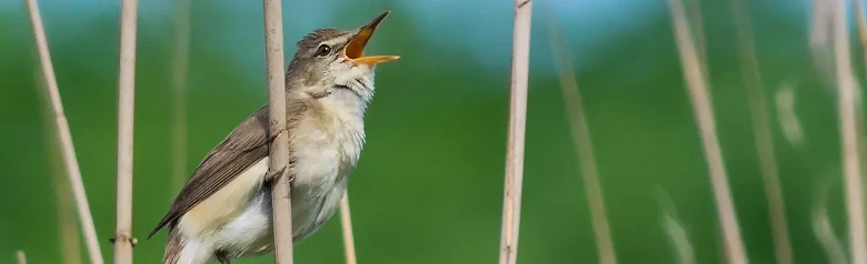 Struikrietzanger. Zingend in een rietbos. Duidelijke wenkbrauwen, effen bruin en korte vleugels en donkere poten.