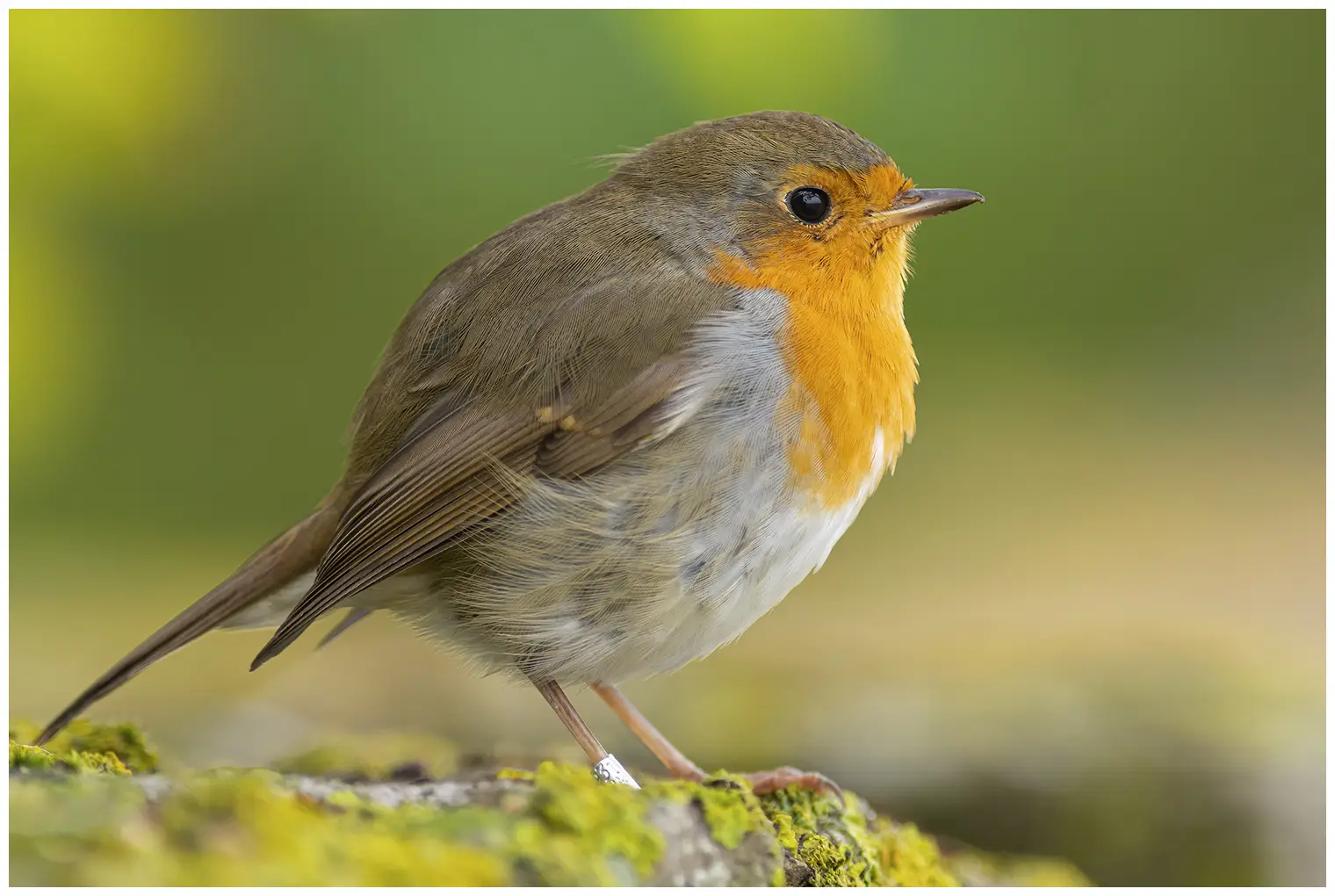 Roodborst