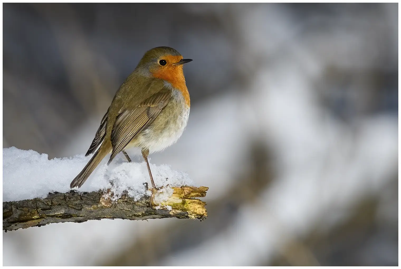 Roodborst