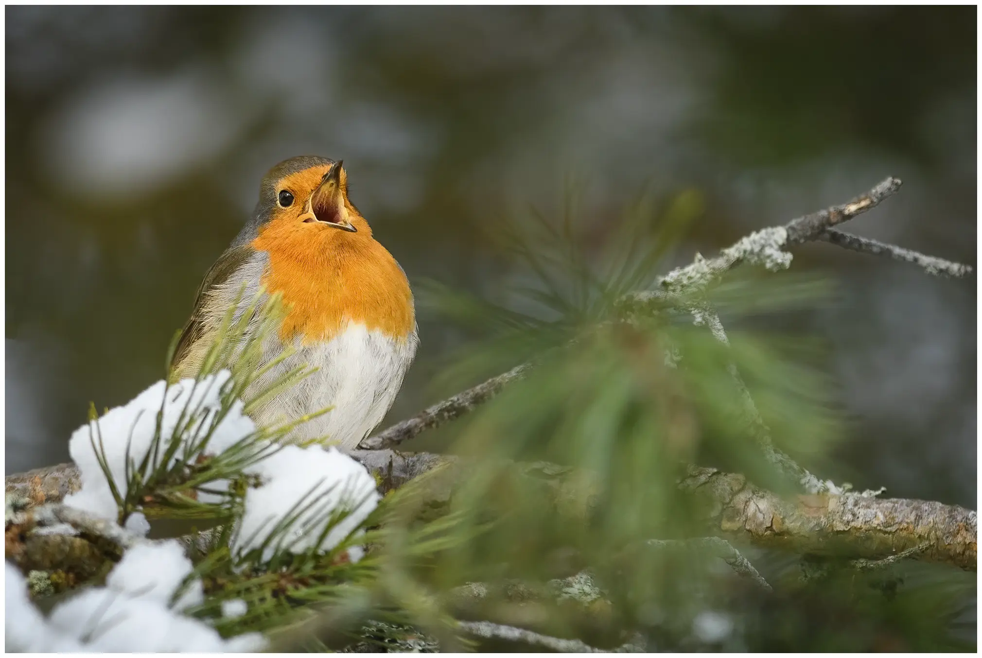 Roodborst