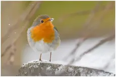 Roodborst