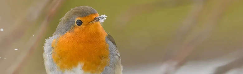 Roodborst. Winterfoto, waarbij de vogel sneeuw rond het puntje van zijn snavel heeft. De oranje borst licht op tussen de vallende sneeuwvlokken.