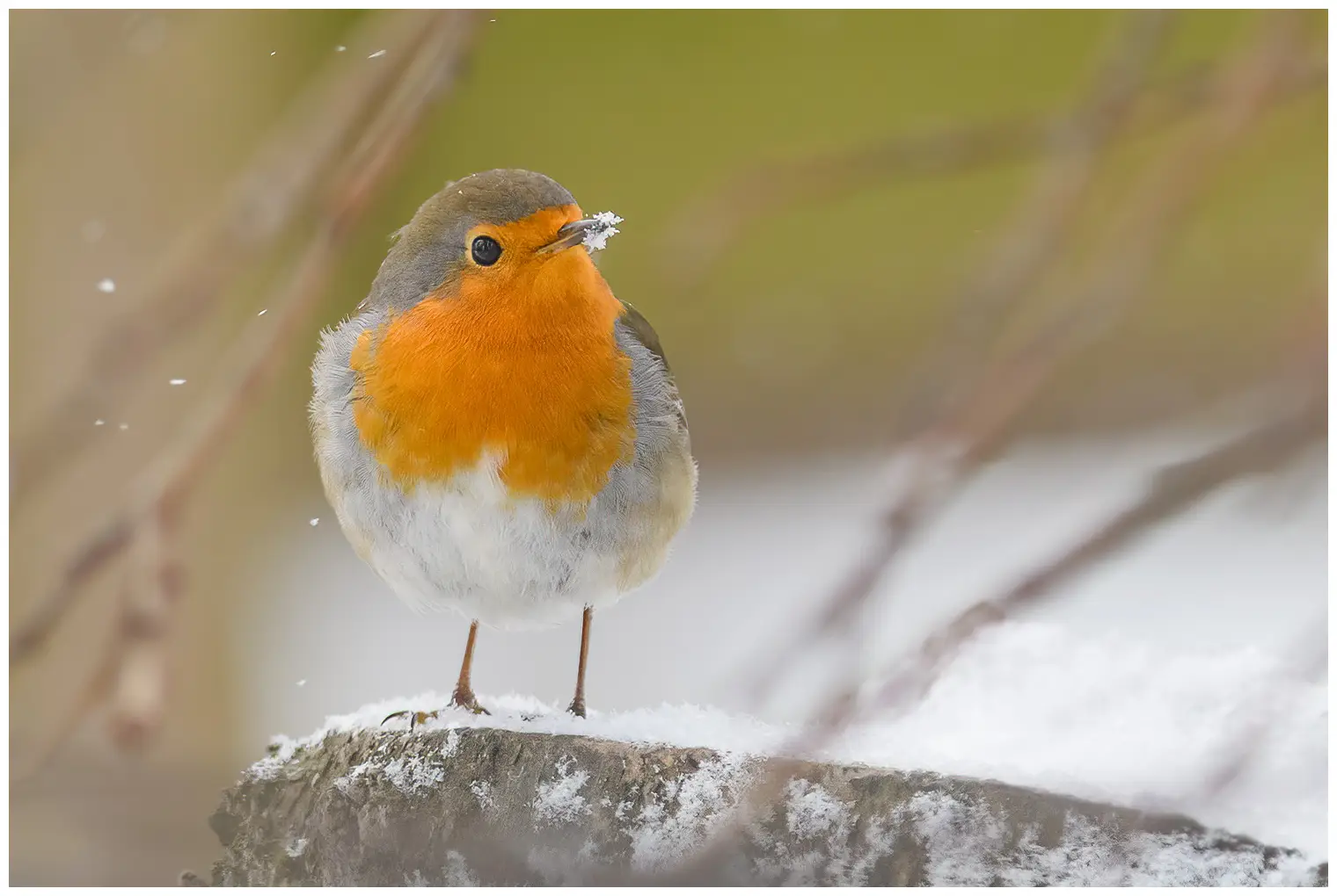 Roodborst. Winterfoto, waarbij de vogel sneeuw rond het puntje van zijn snavel heeft. De oranje borst licht op tussen de vallende sneeuwvlokken.