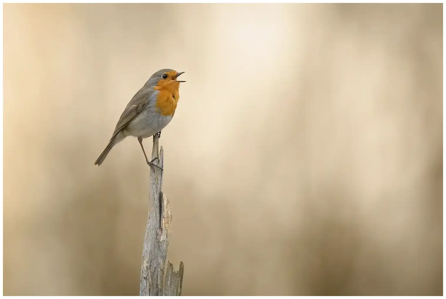 Roodborst