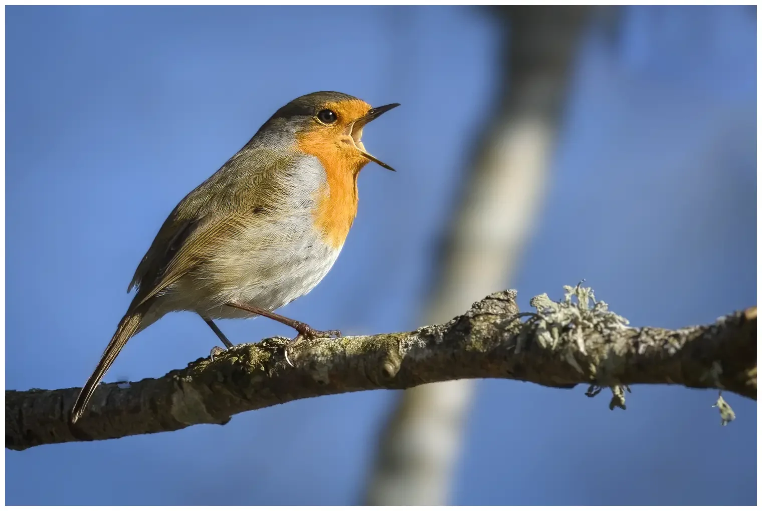 Roodborst