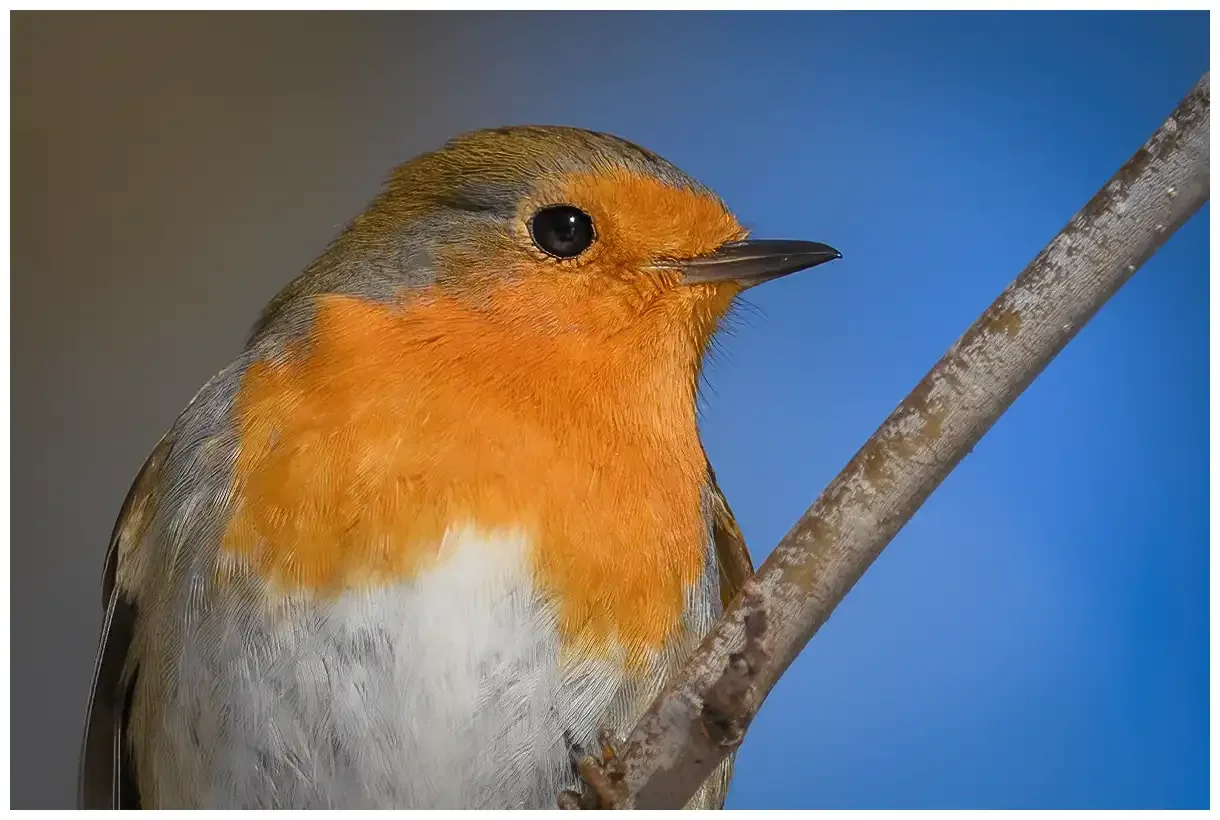 Roodborst