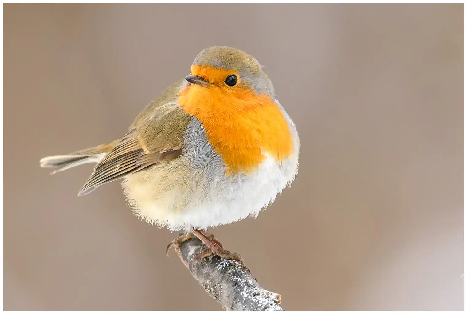 Roodborst