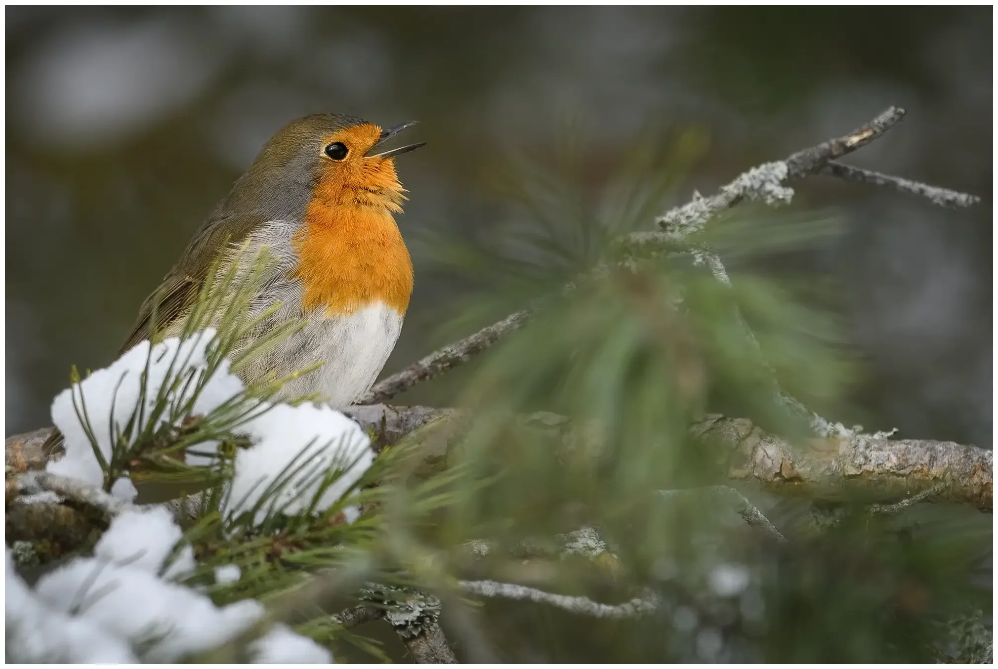 Roodborst