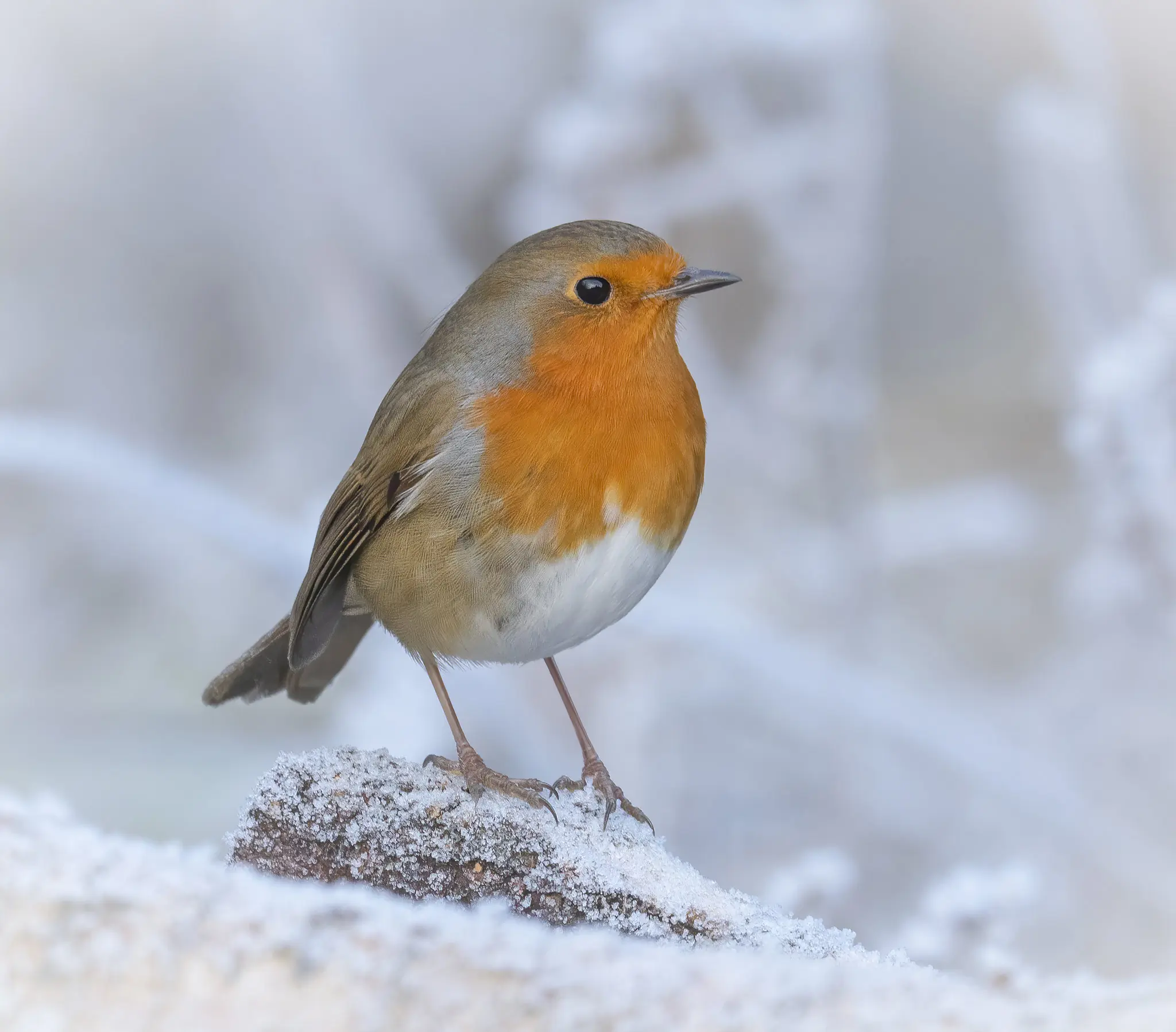 Roodborst