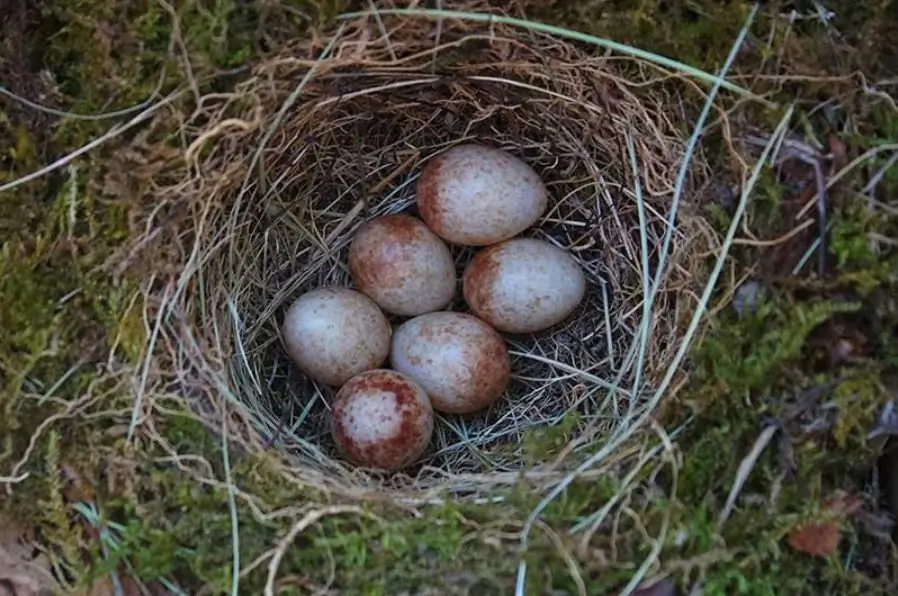 Roodborst