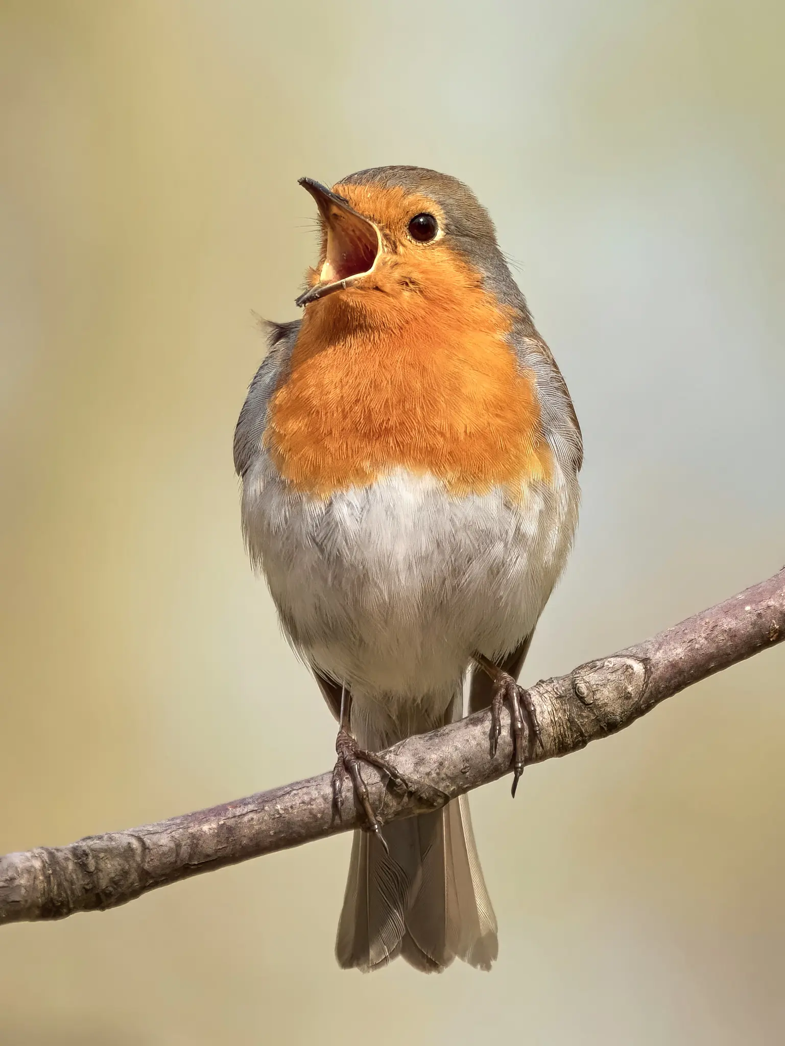 Roodborst