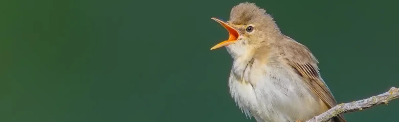 Bosrietzanger. Zingend op een tak. De bovenkant van de vogel is bruinachtig beige, iets warmer gekleurd boven de stuit, en de onderkant is witachtig geelachtig beige.