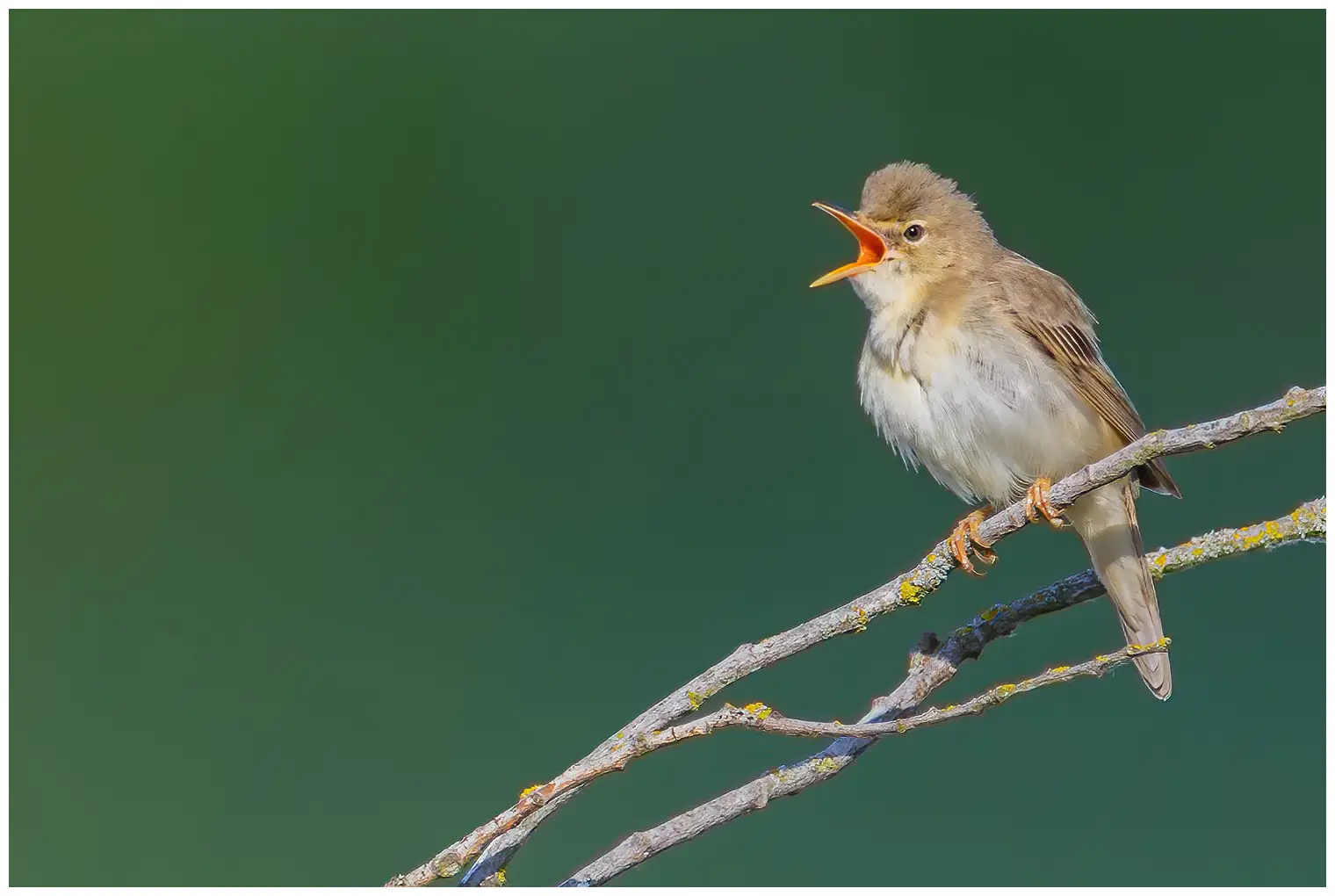 Bosrietzanger. Zingend op een tak. De bovenkant van de vogel is bruinachtig beige, iets warmer gekleurd boven de stuit, en de onderkant is witachtig geelachtig beige.