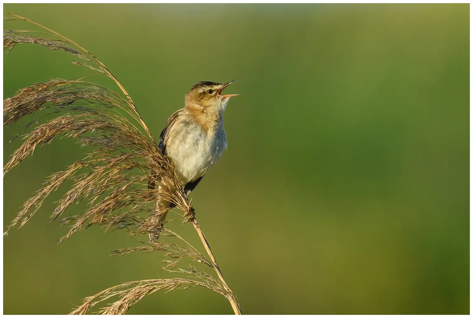 Rietzanger
