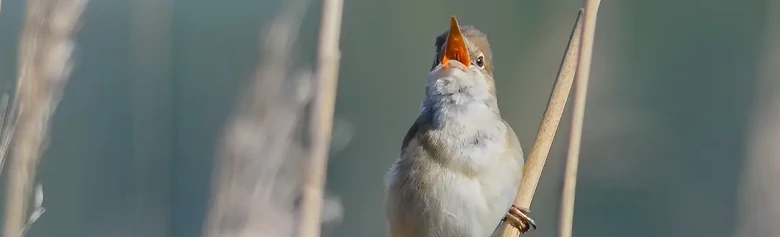 Kleine Karekiet. Zingt in het rietbos. Een onopvallende bruine vogel, met een witachtige keel. De oranje mond is echter kleurrijk.