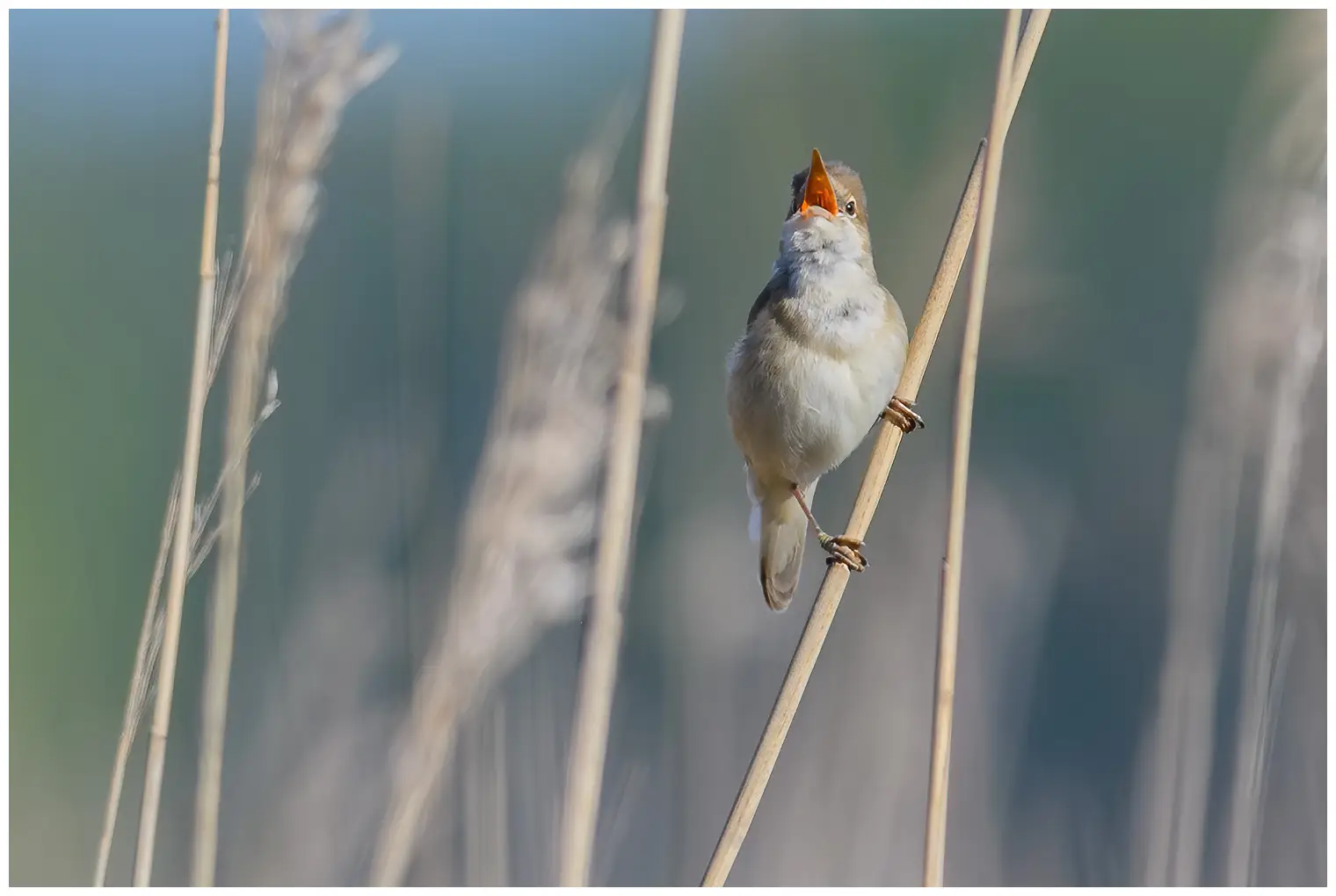 Kleine Karekiet. Zingt in het rietbos. Een onopvallende bruine vogel, met een witachtige keel. De oranje mond is echter kleurrijk.