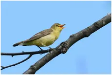 Spotvogel