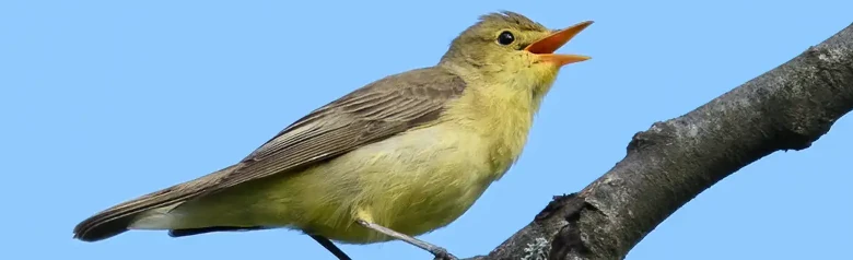 Spotvogel. Zingend op een tak. Gele onderkant, terwijl de bovenkant olijfgroen is. Heeft een vrij lange snavel.