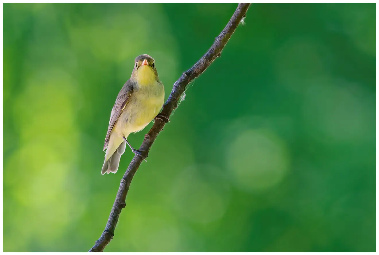 Spotvogel