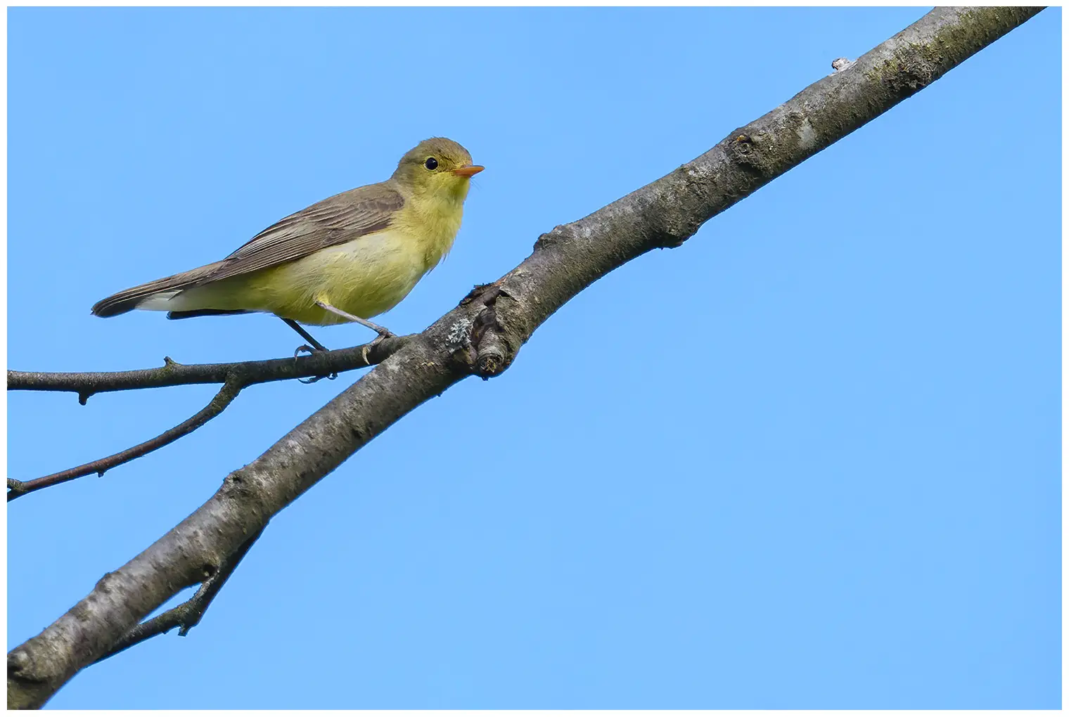 Spotvogel