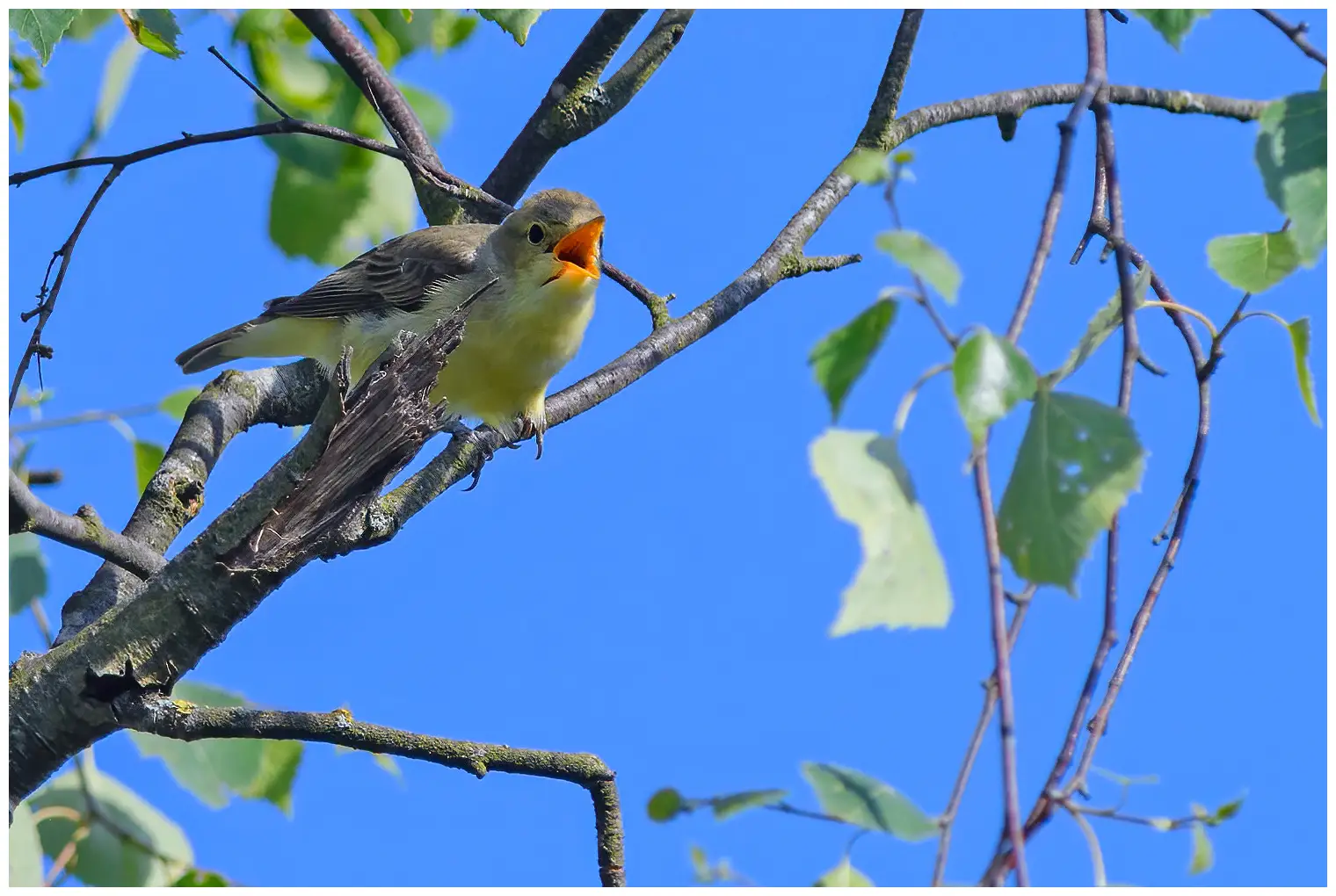 Spotvogel