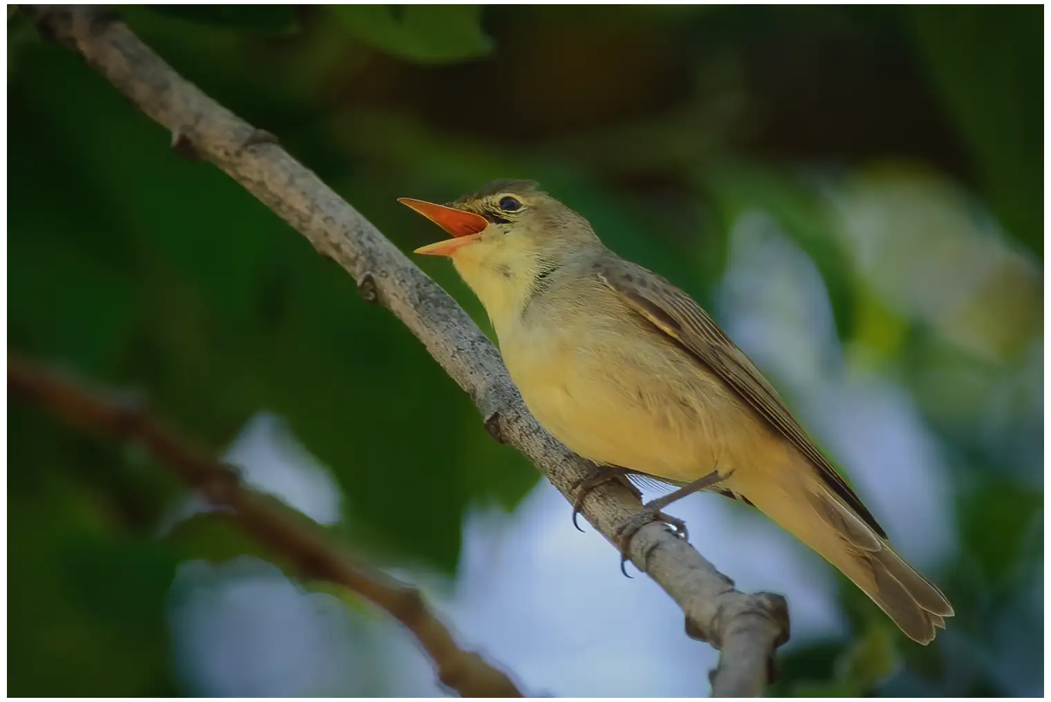 Spotvogel