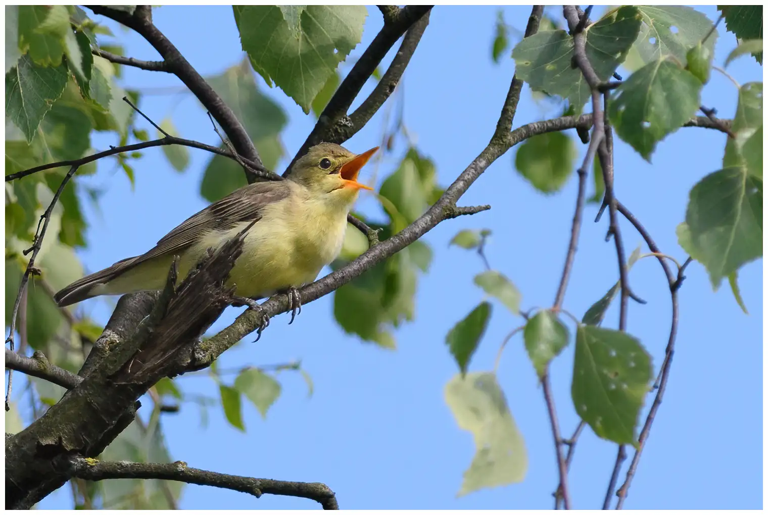 Spotvogel