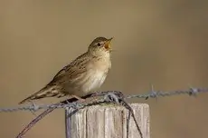 Sprinkhaanzanger