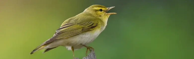 Fluiter. Zingend op een verdorde tak. Lichtgeel gezicht en borst en een zuiver witte onderkant; de bovenkant is groen als mos.