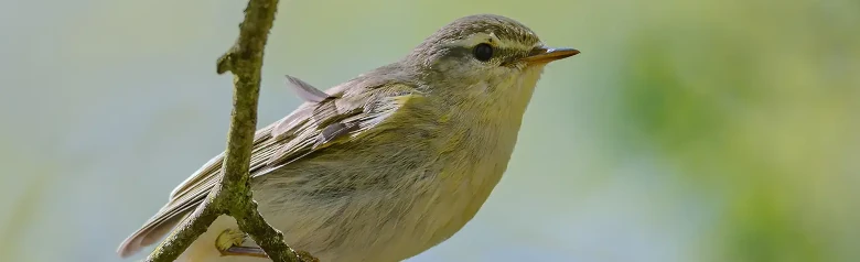 Fitis. (Phylloscopus trochilus) Zittend op een tak. Zijn voeten grijpen een dun takje vast.
