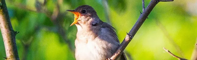 Noordse nachtegaal. Zittend op een tak met open snavel in zanghouding. Een grijsbruine vogel met een bladachtige achtergrond.