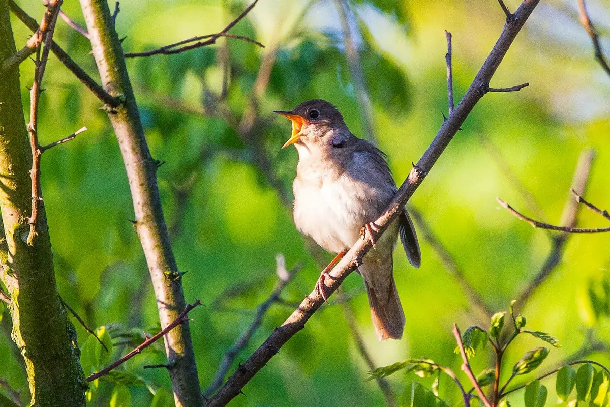 Noordse nachtegaal. Zittend op een tak met open snavel in zanghouding. Een grijsbruine vogel met een bladachtige achtergrond.