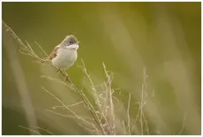 Grasmus